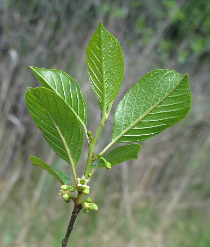 Frangula dodonei